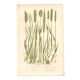 Gravure botanique ancienne de 1889 - Herbes douces par A. Pratt - naturelle