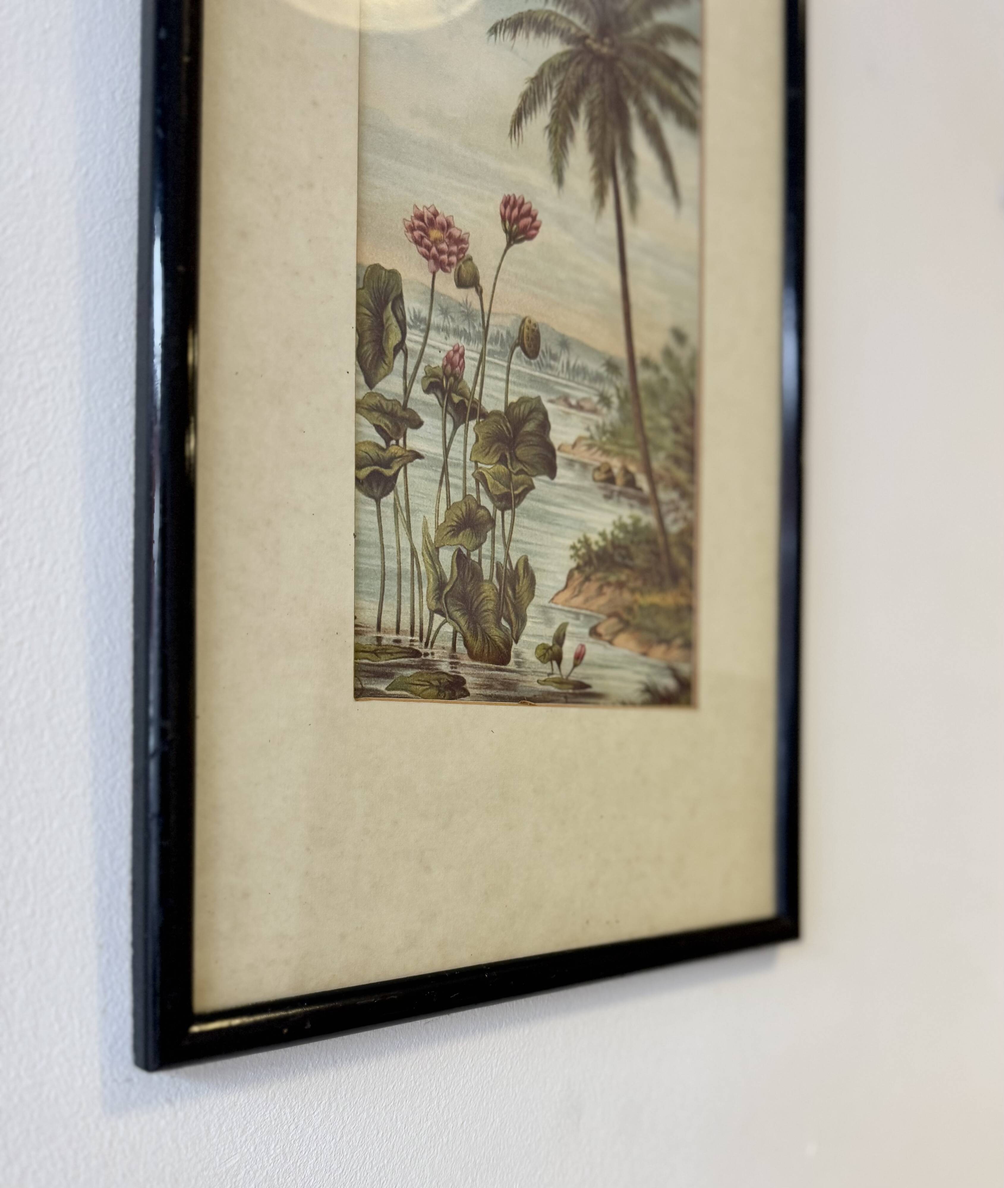 Vintage Print of Lotus Flower and Palm Tree Black Frame
