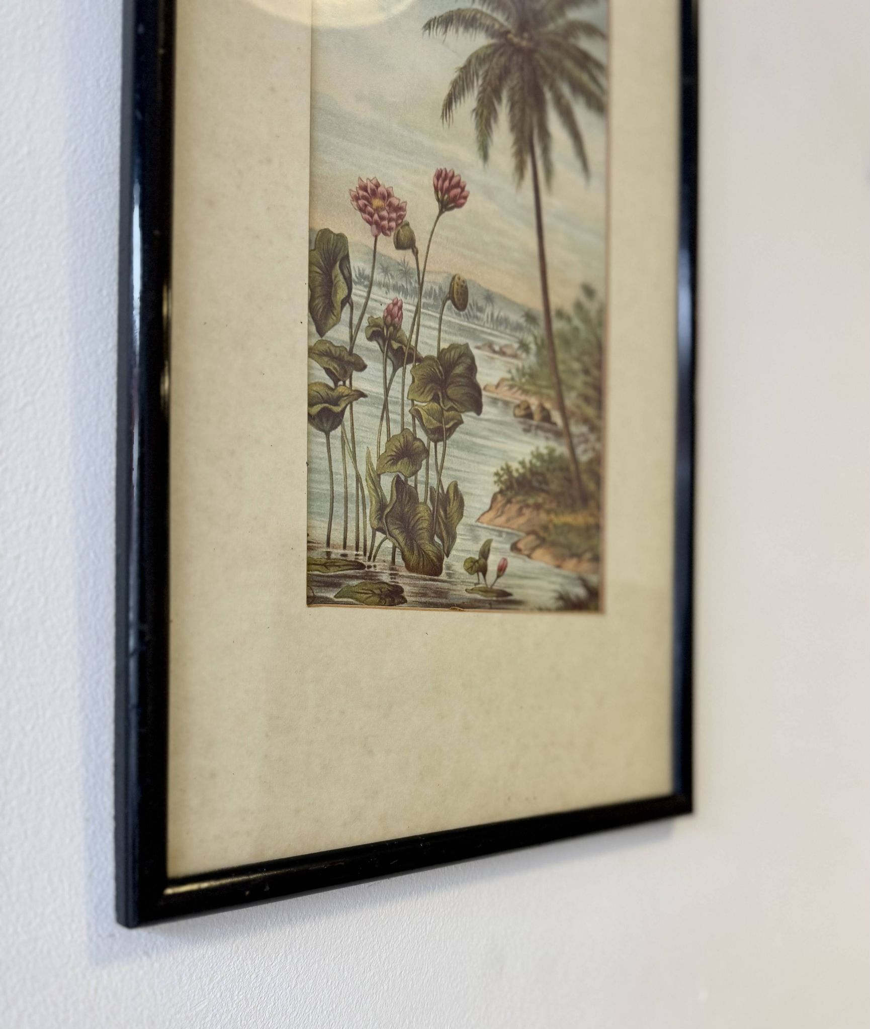 Vintage Print of Lotus Flower and Palm Tree Black Frame