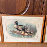 3 prints of ducks and partridges