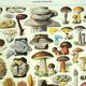 Old engraving from 1928 - Mushrooms II by A. Millot - Lithograph