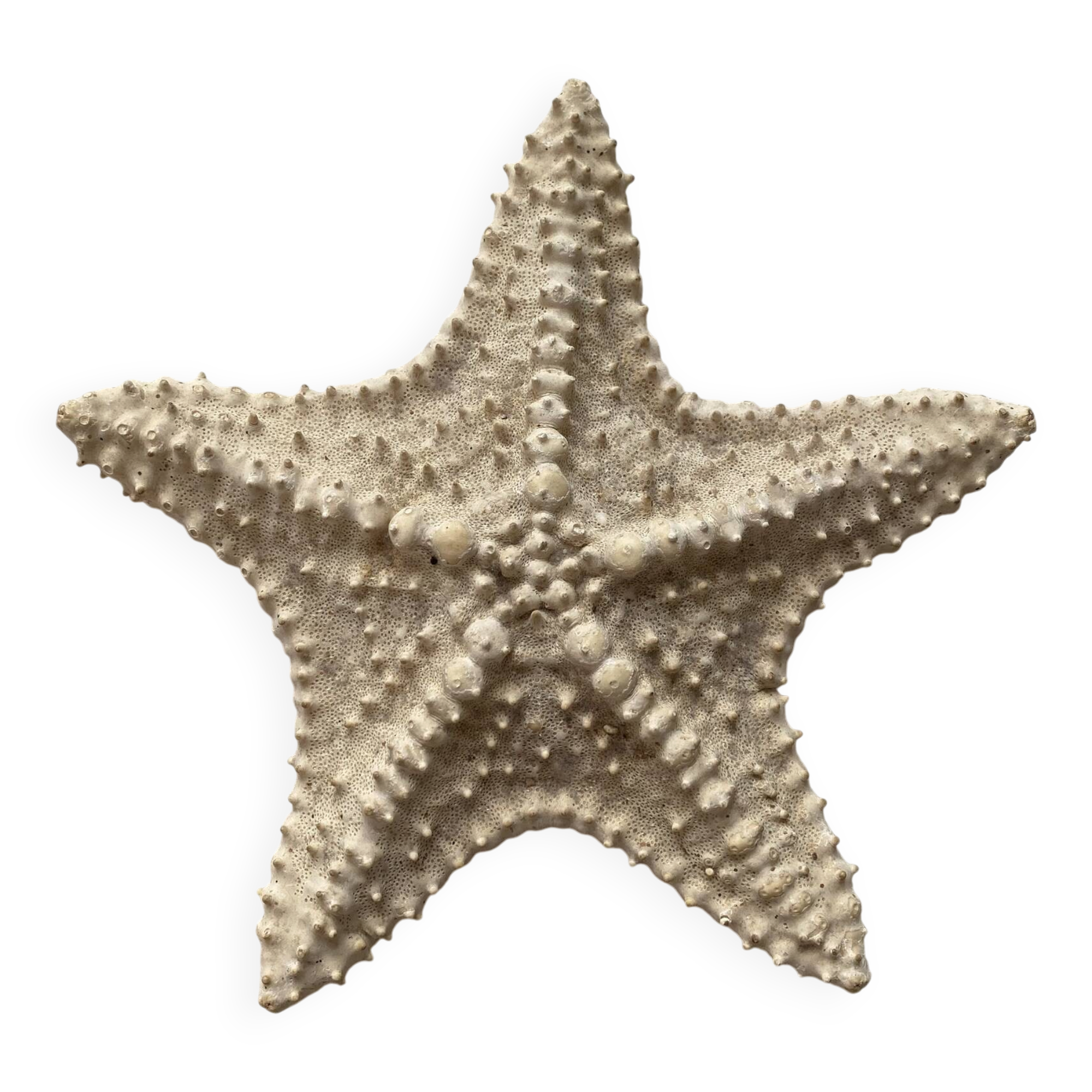 Large natural knotted starfish