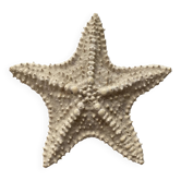 Large natural knotted starfish
