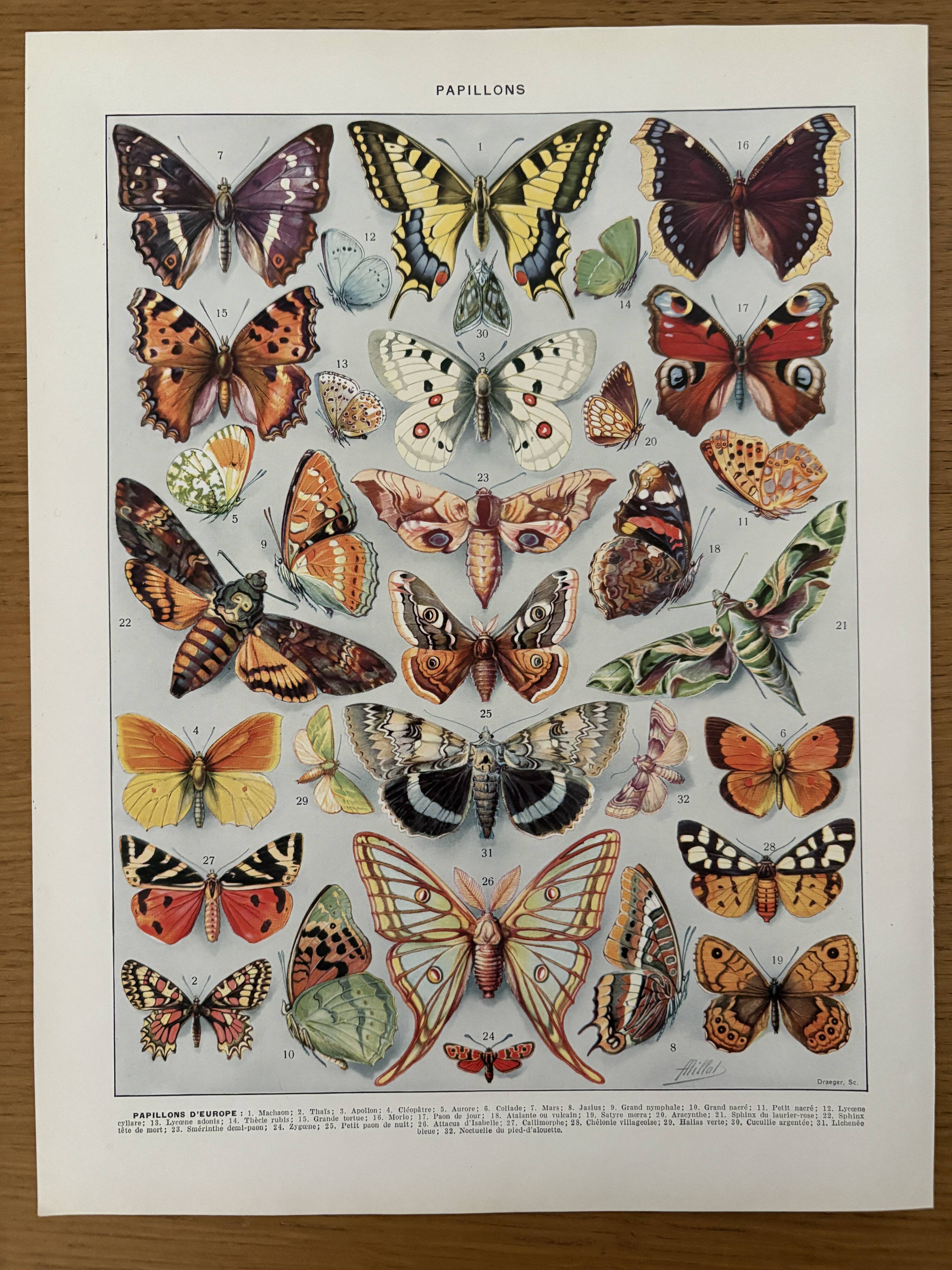 Illustrated plate on butterflies (Europe) - 1930