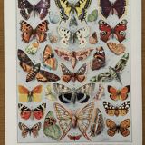 Illustrated plate on butterflies (Europe) - 1930