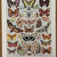Planche illustrée sur les papillons (Europe) - 1930