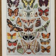 Planche illustrée sur les papillons (Europe) - 1930