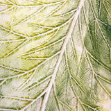 Green dabded leaf dish