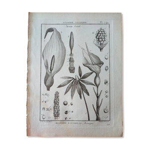 Estampe planche gravure botanique