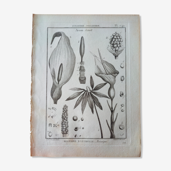Print board botanical engraving vintage Arum