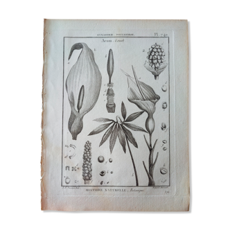 Print board botanical engraving vintage Arum