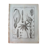 Print board botanical engraving vintage Arum
