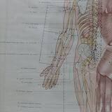 Anatomical poster