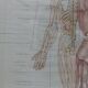 Anatomical poster