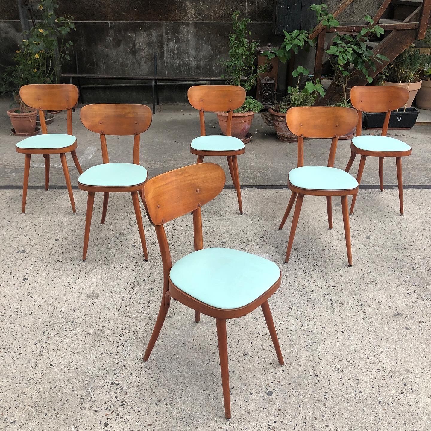 Suite de 6 chaises Baumann modèle 731 G1S, 1960