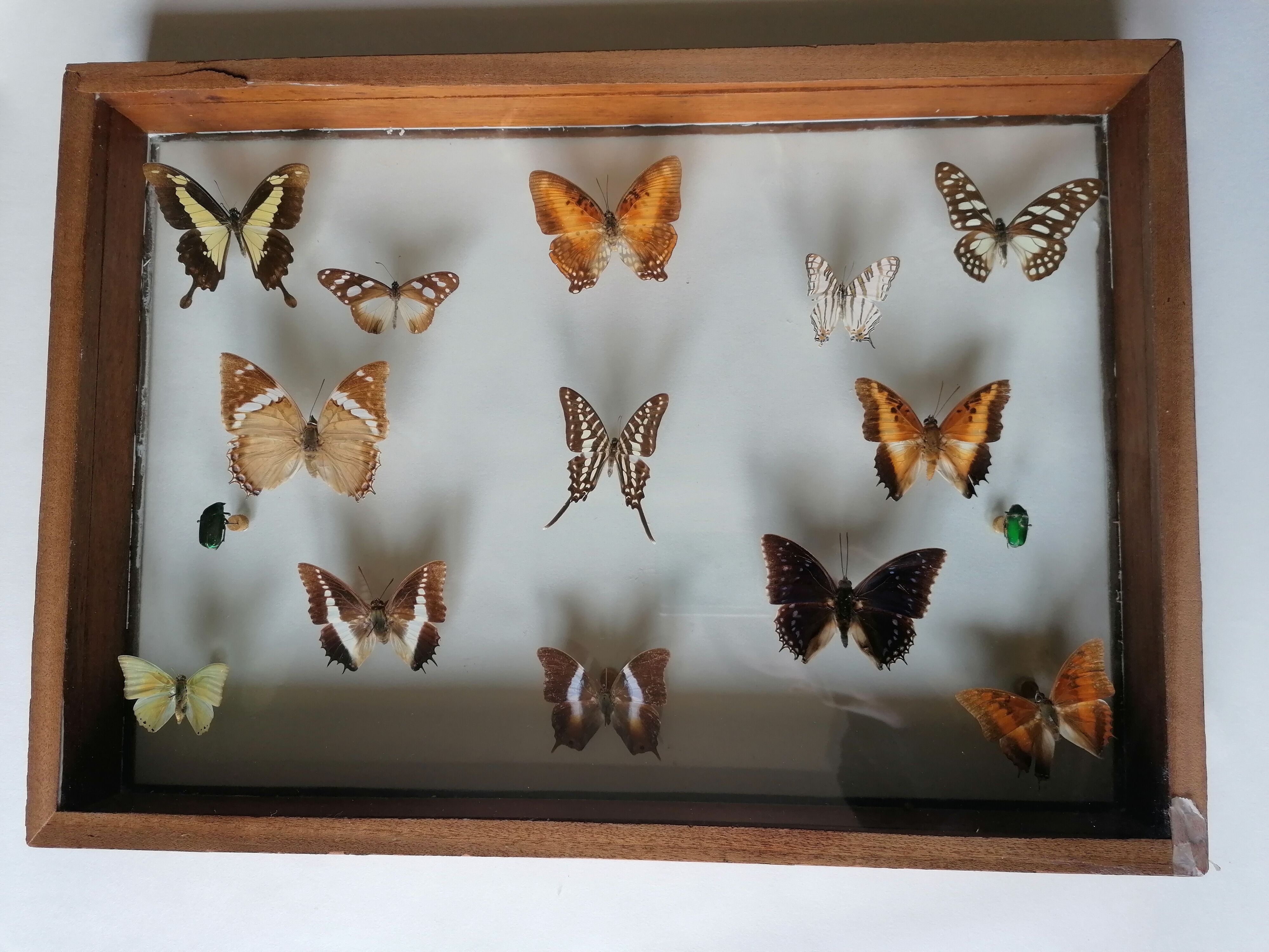 Cadre papillons taxidermie Kenya