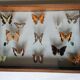 Cadre papillons taxidermie Kenya
