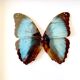 Naturalized butterfly frame