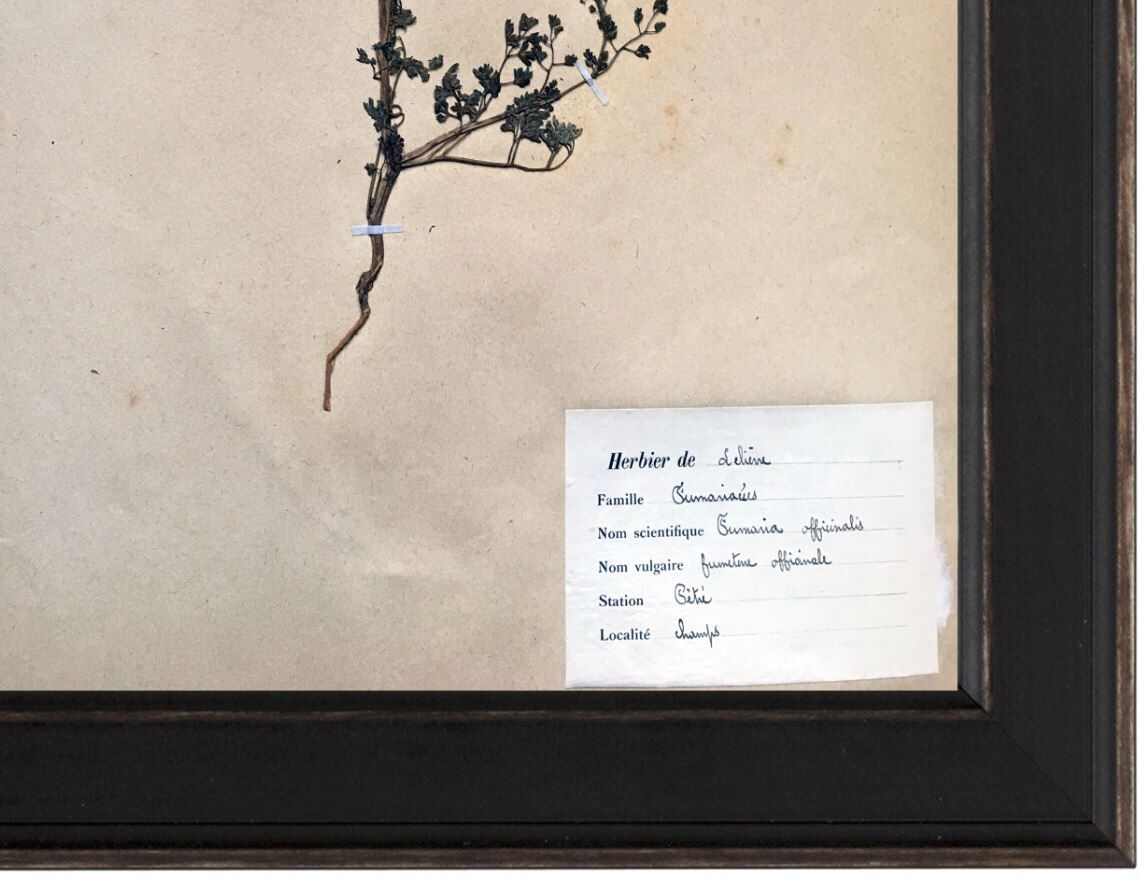 Planche d'herbier encadrée 1924 par M.Lelièvre