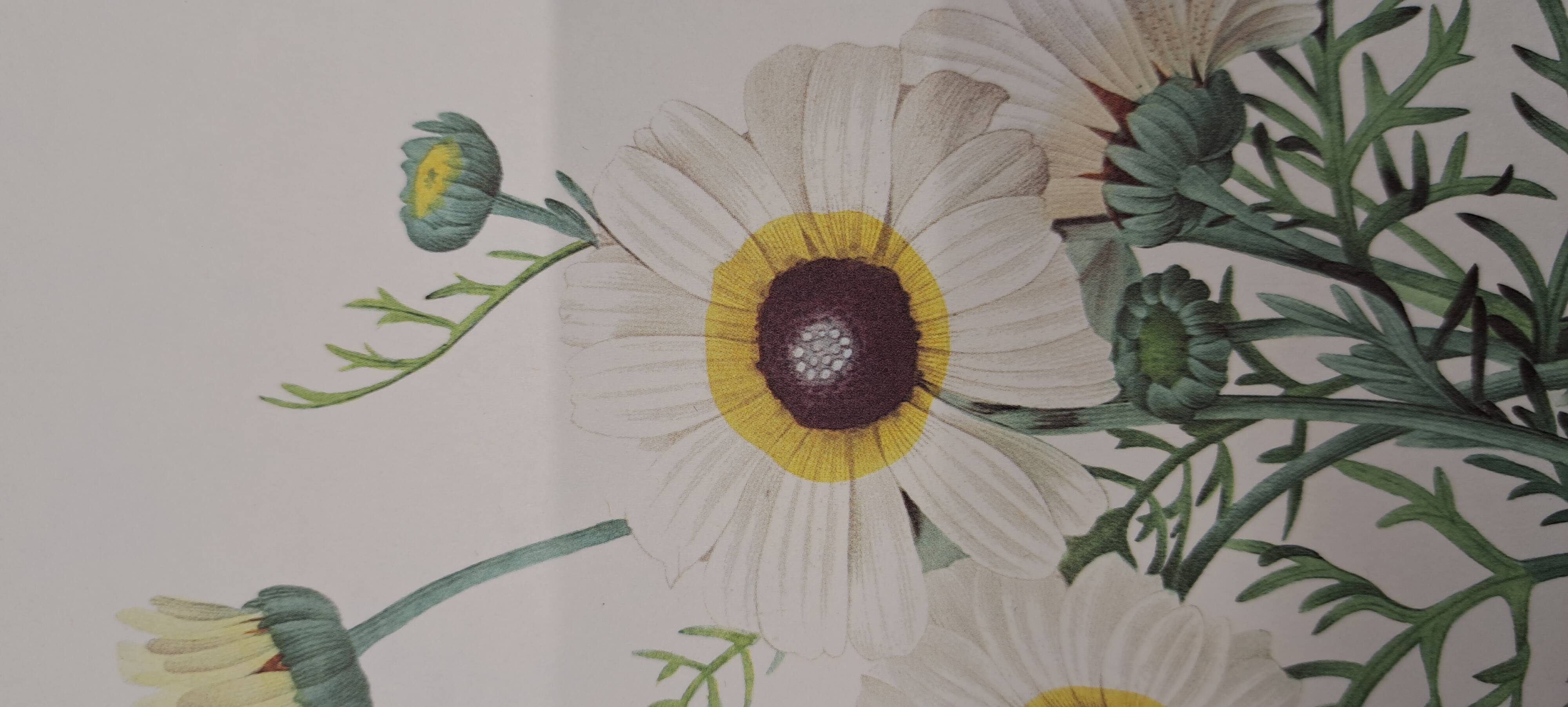 Botanical plate "Carinated Chrysanthemum"