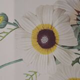 Planche botanique "Chrysanthème carené"