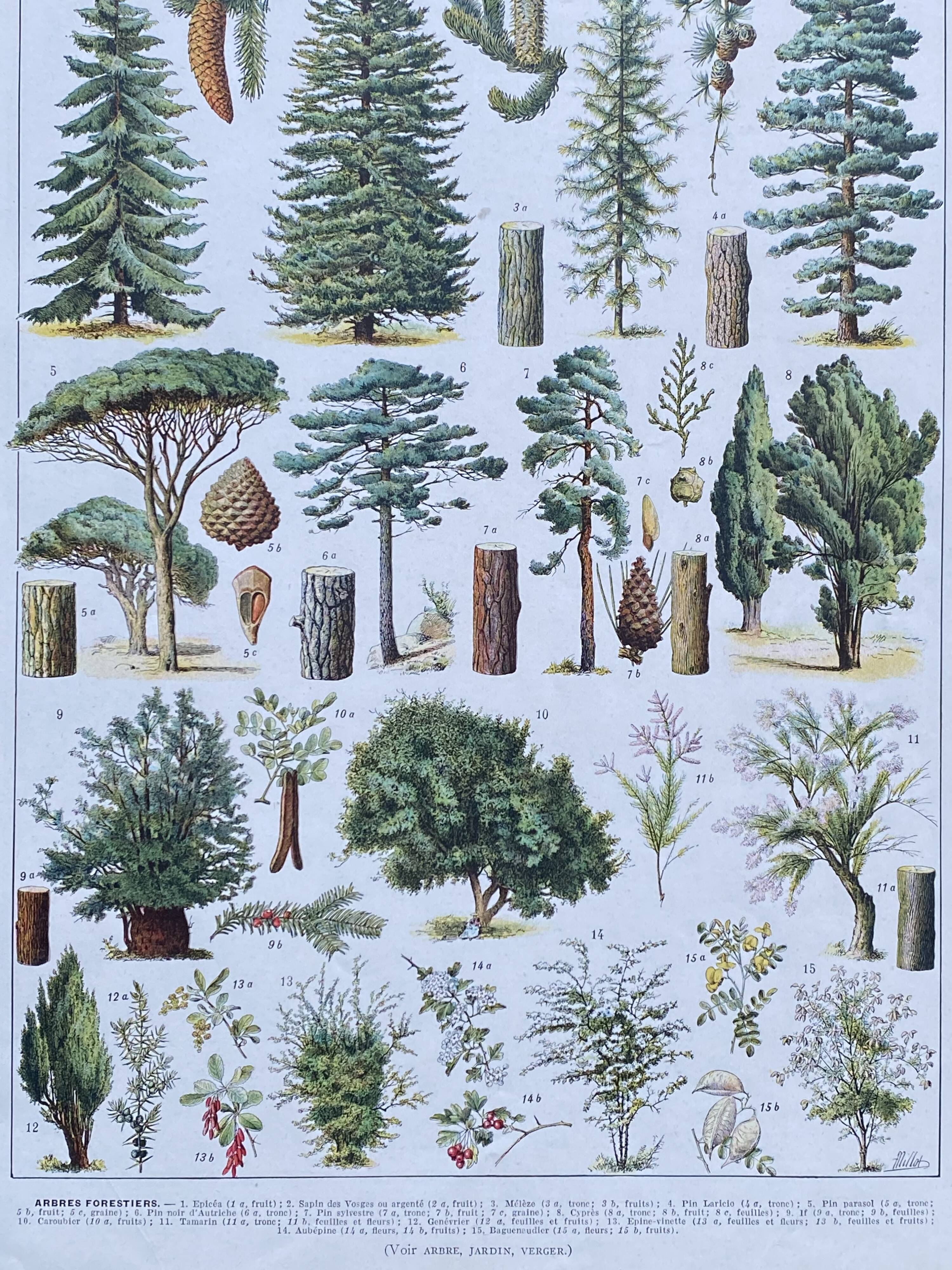 Illustration Millot, forest, forest trees