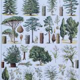 Illustration Millot, forest, forest trees