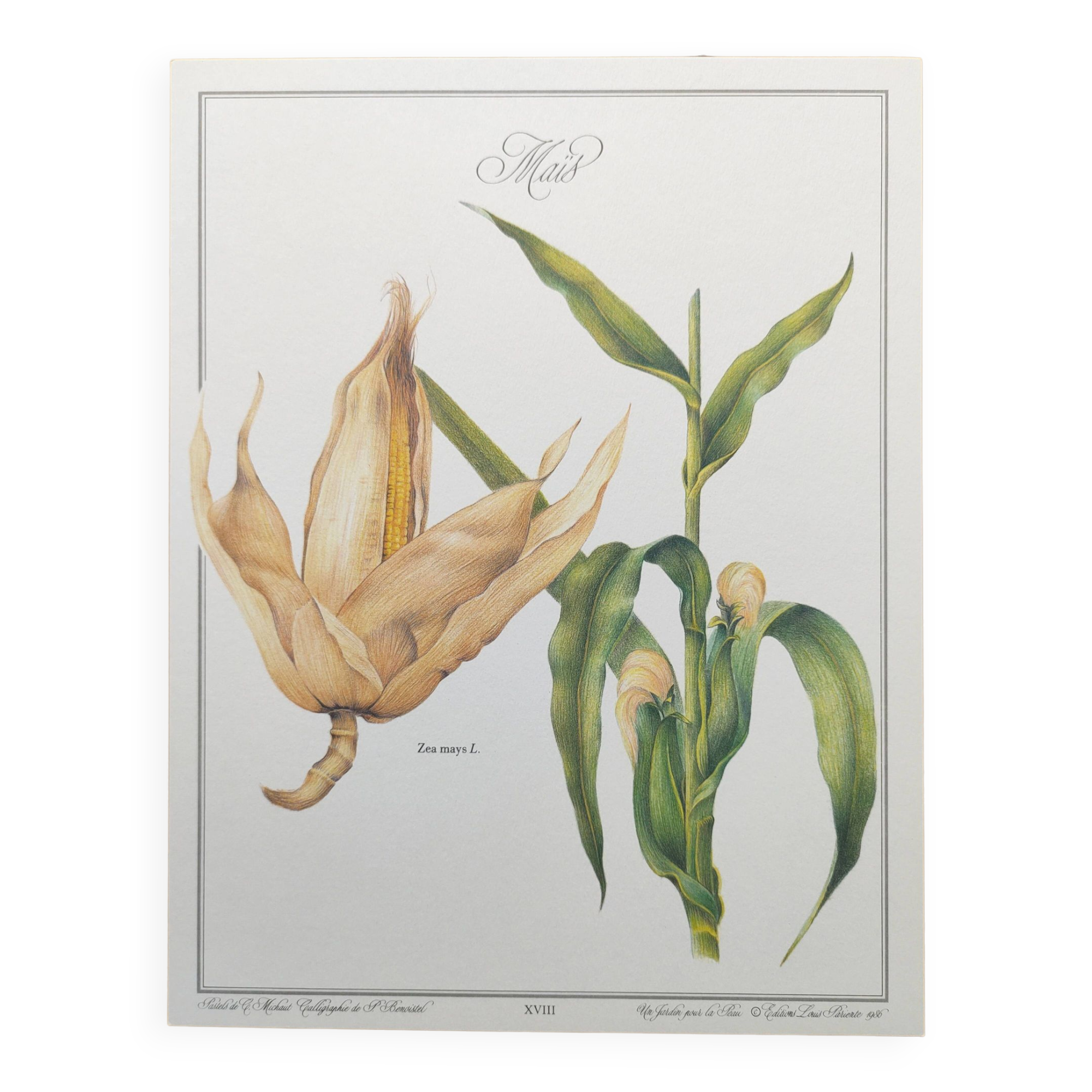Botanical engraving -Corn- Poster of medicinal plants and herbs by Michaut