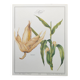 Botanical engraving -Corn- Poster of medicinal plants and herbs by Michaut