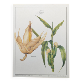 Botanical engraving -Corn- Poster of medicinal plants and herbs by Michaut