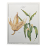 Gravure botanique -Maïs- Affiche de plantes médicinales et herbes de Michaut