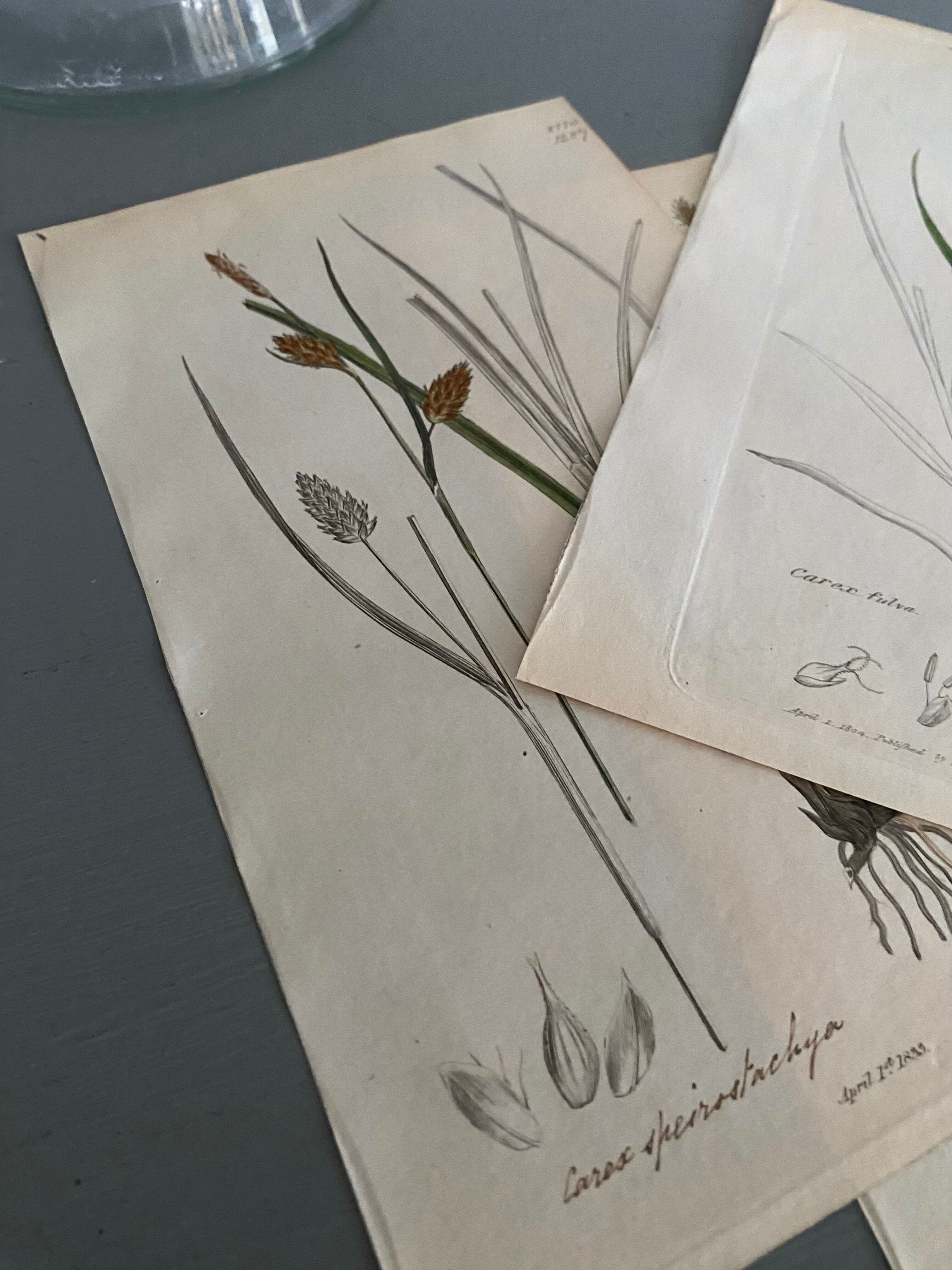 Trio of English Botanical Posters, 1809