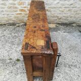 Established in elm and oak