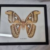 Naturalized female Atlas Moth butterfly