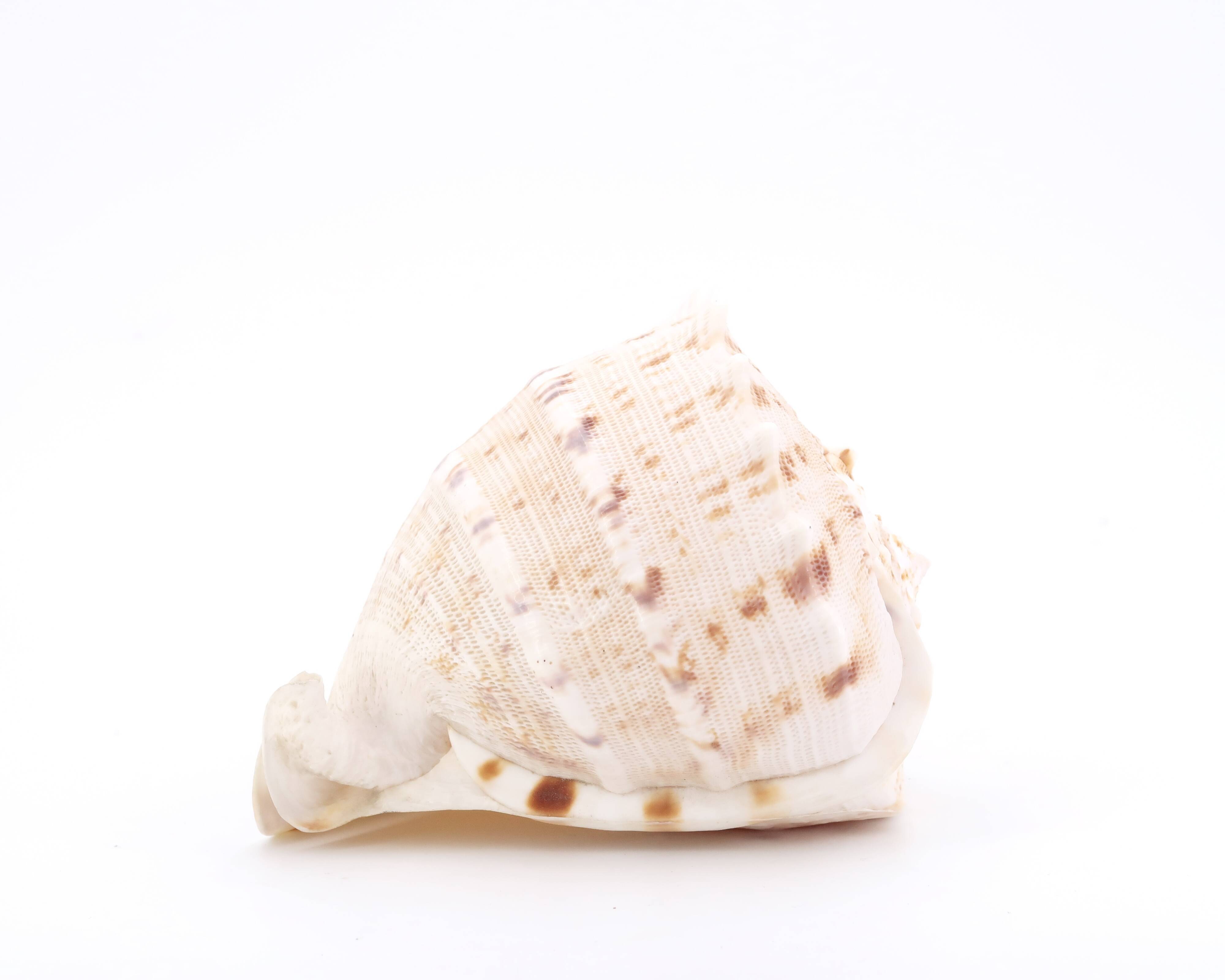 Coquillage beige et blanc spirale, années 60