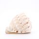 Coquillage beige et blanc spirale, années 60