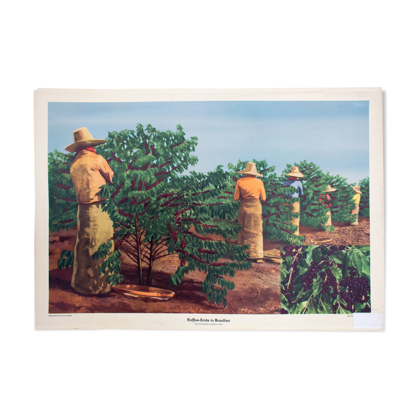 Harvest of coffee in Brasil, 1951