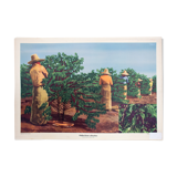 Harvest of coffee in Brasil, 1951