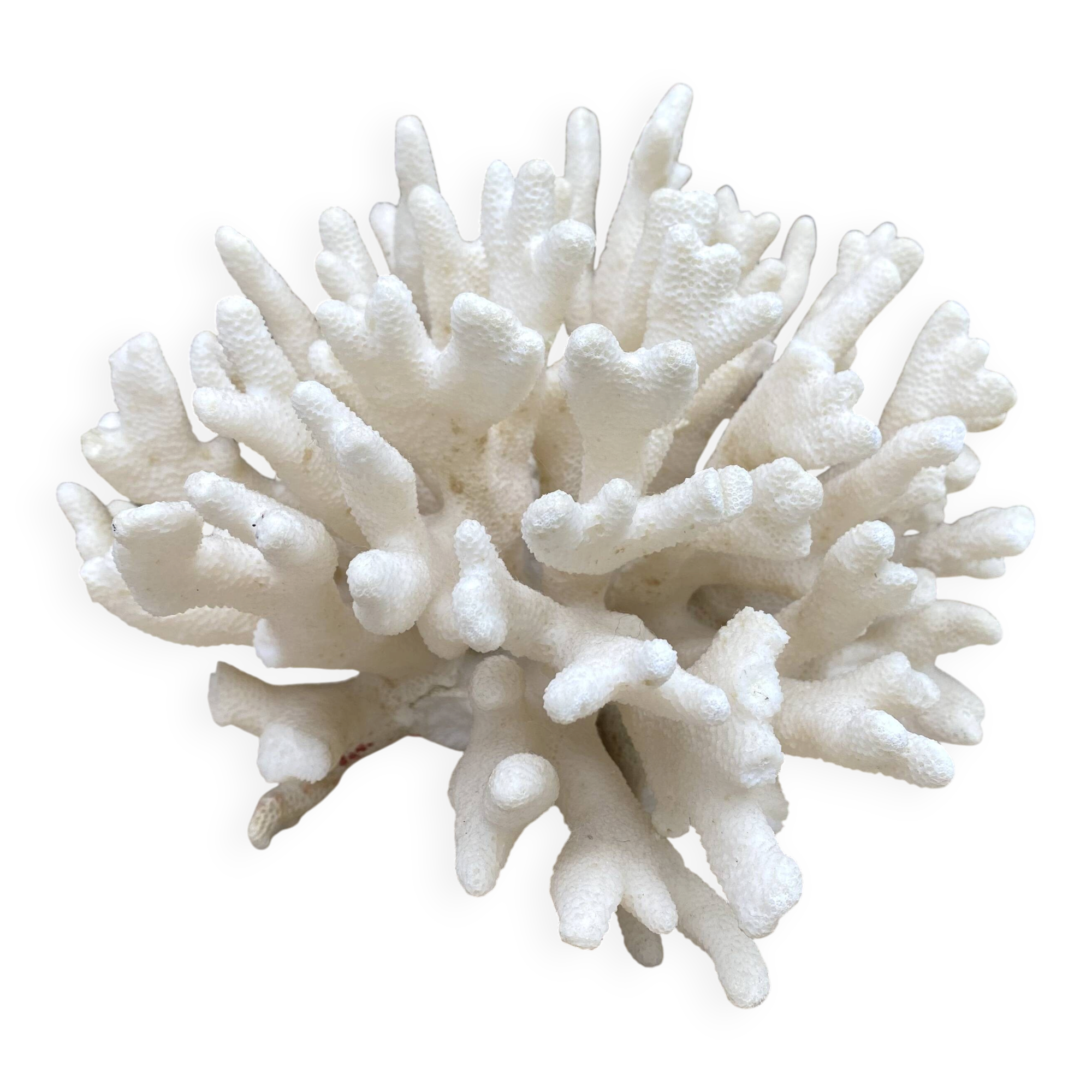 Corail elkhorn, corail corne de cerf