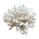 Corail elkhorn, corail corne de cerf