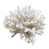 Corail elkhorn, corail corne de cerf