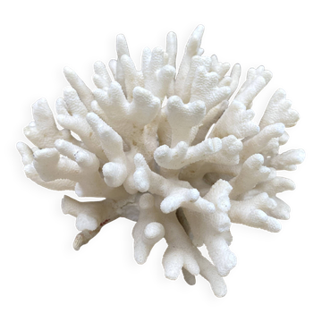 Elkhorn coral, stag horn coral