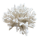 Corail elkhorn, corail corne de cerf