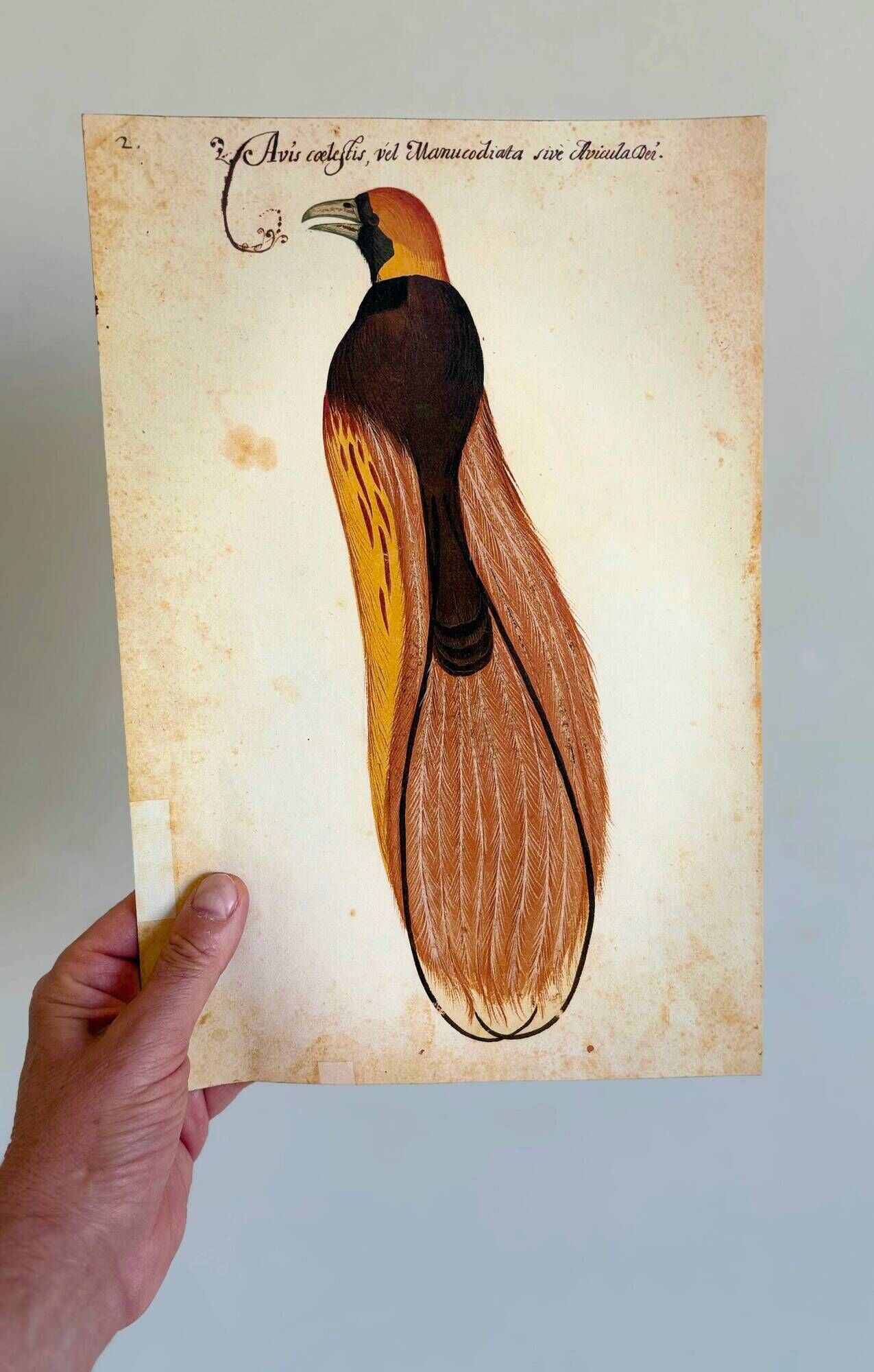 Impressions of the natural history of the Renaissance, pair of facsimiles of the Codex Pomar, 1990s.