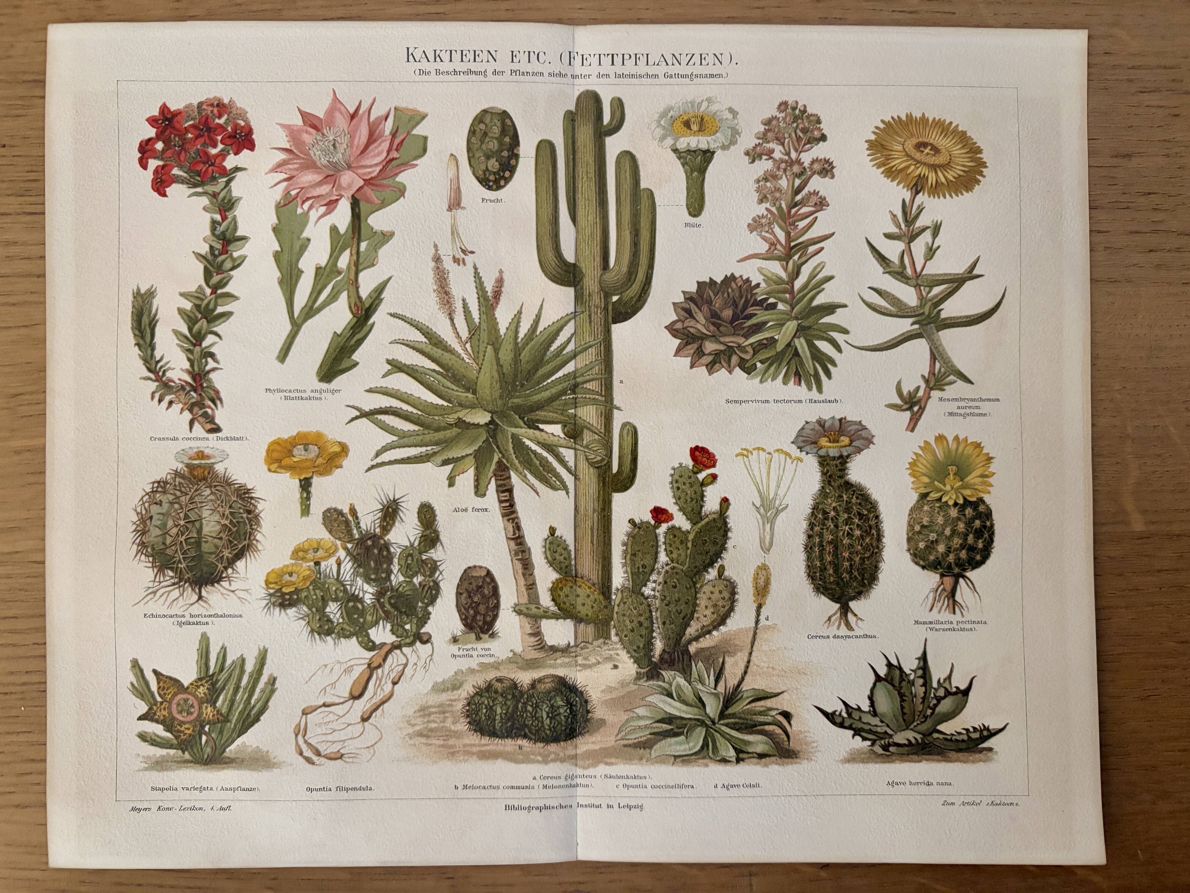 Lithographie gravure sur les cactus et plantes grasses, 1890