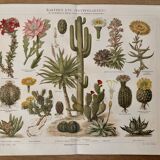 Lithographie gravure sur les cactus et plantes grasses, 1890