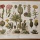 Lithograph engraving of cacti and succulents – 1890
