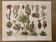 Lithograph engraving of cacti and succulents – 1890