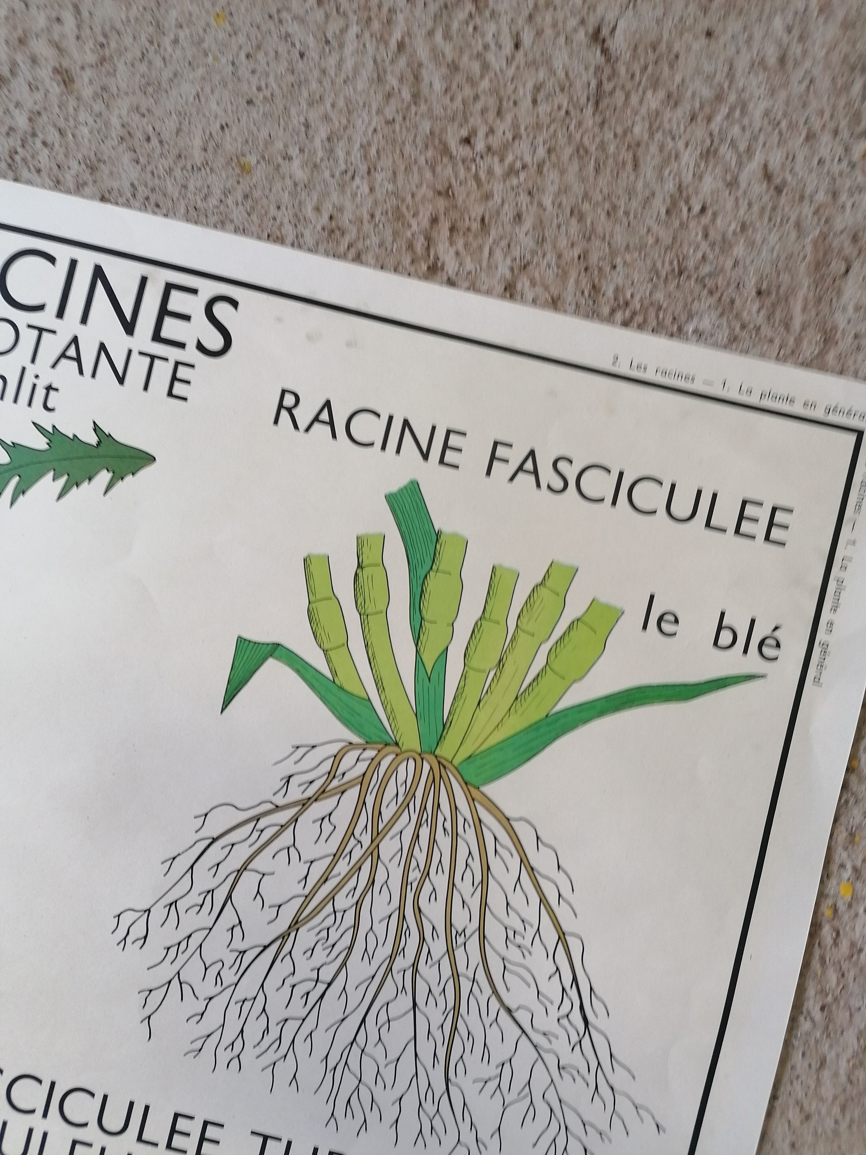 Old Rossignol educational poster: La Plante & Les Racines.