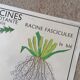 Old Rossignol educational poster: La Plante & Les Racines.